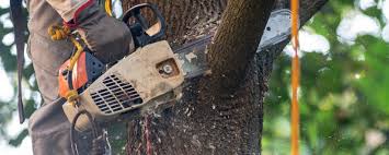 How Our Tree Care Process Works  in  Benton, TN