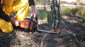 Best Commercial Tree Services  in Benton, TN