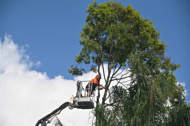 Best Emergency Tree Removal  in Benton, TN
