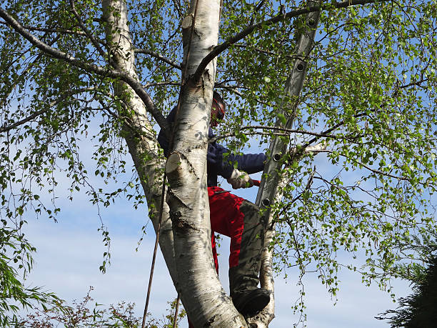 Best Tree Risk Assessment  in Benton, TN