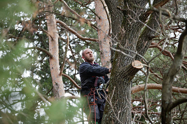 Best Tree Health Inspection  in Benton, TN