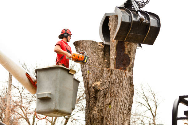 Best Leaf Removal  in Benton, TN